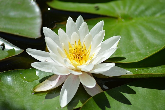 Viragszimb Lotusz