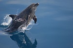 allatszimb delfin