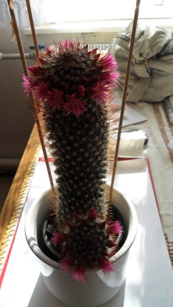 kaktusz2