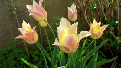 Viragszimb Tulipanok1
